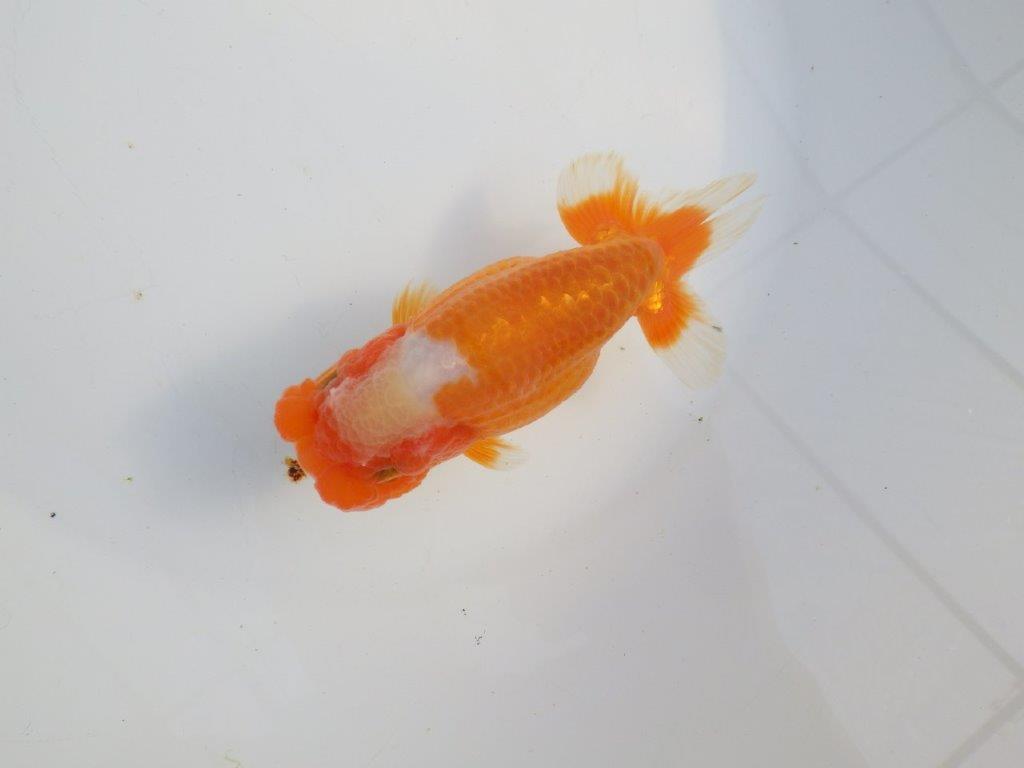 【浜松 津島 喜至 氏】タネにお勧め系統 D 約14㎝ メス?