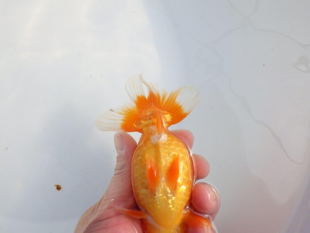 【浜松 津島 喜至 氏】タネにお勧め系統 D 約14㎝ メス?