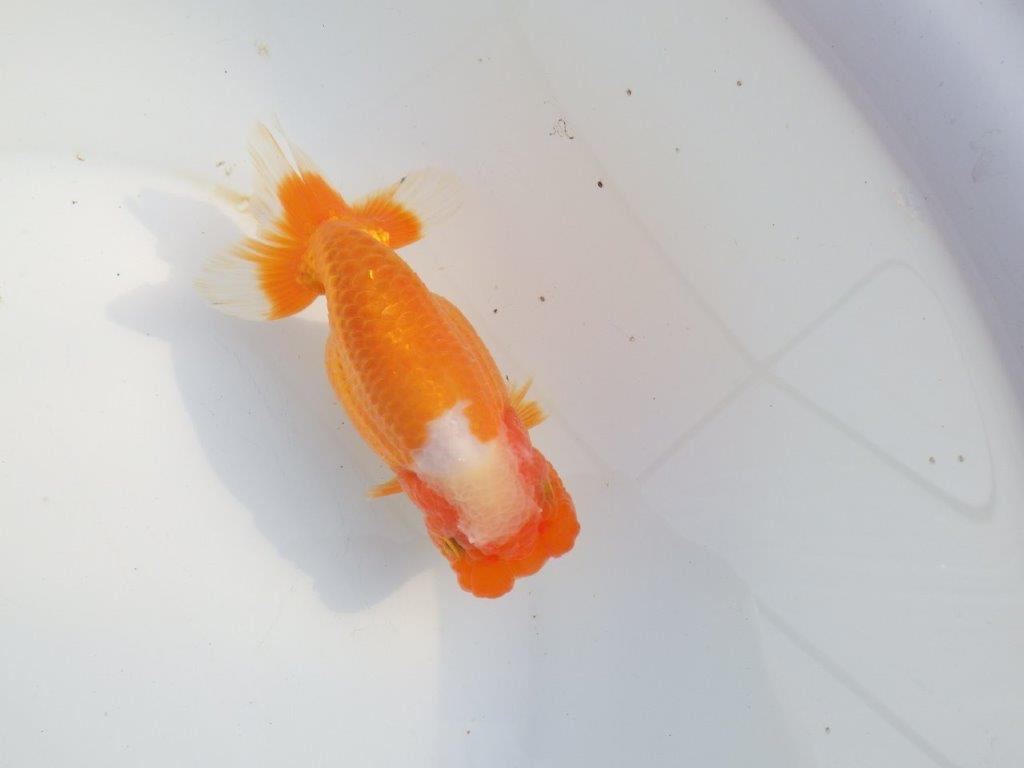 【浜松 津島 喜至 氏】タネにお勧め系統 D 約14㎝ メス?