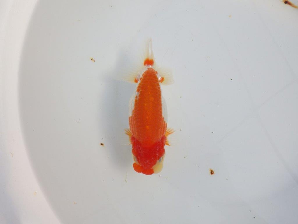 【浜松 津島 喜至 氏】タネにお勧め系統 F 約15,5㎝