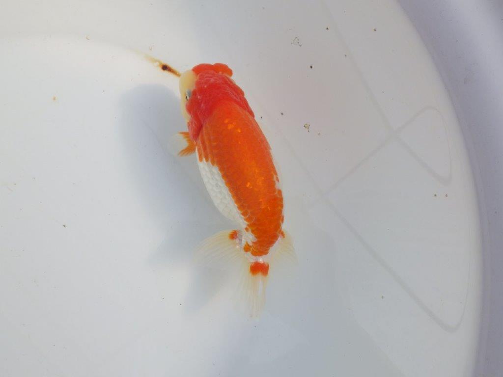 【浜松 津島 喜至 氏】タネにお勧め系統 F 約15,5㎝