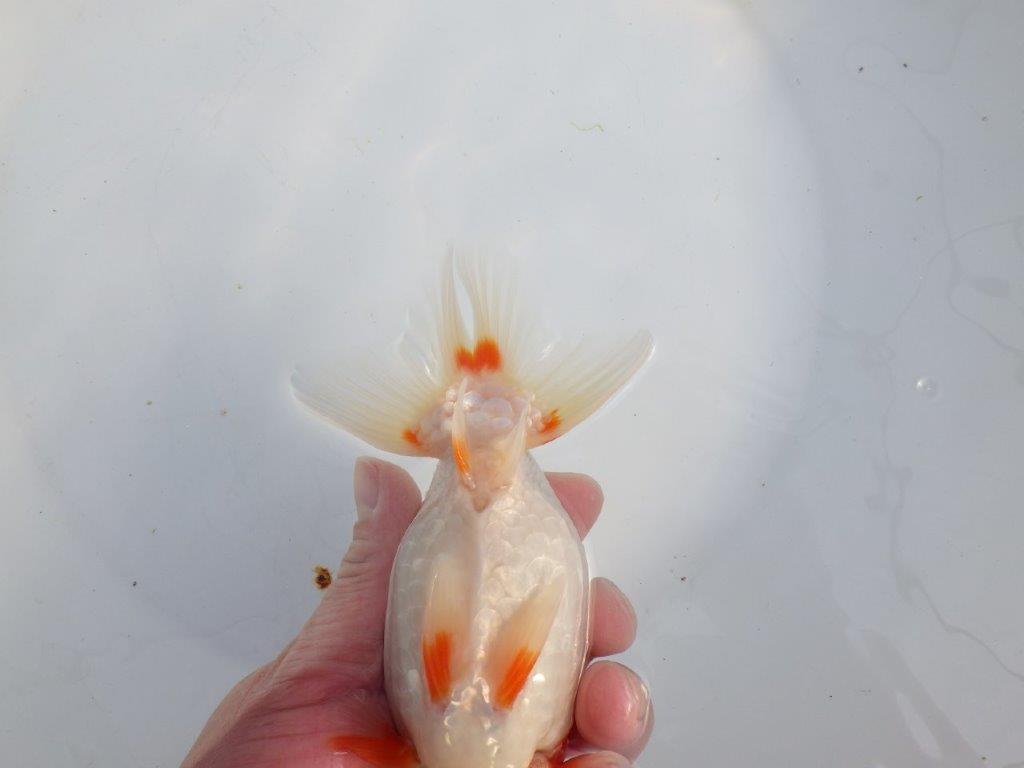 【浜松 津島 喜至 氏】タネにお勧め系統 F 約15,5㎝