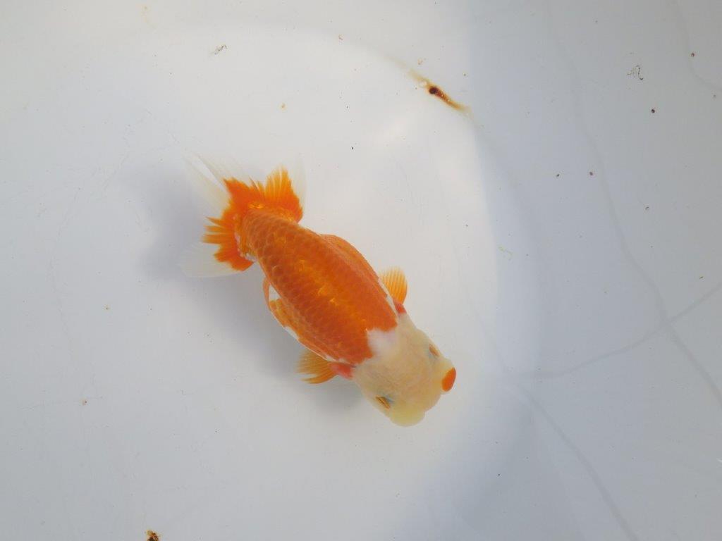 【浜松　津島　喜至　氏】タネにお勧め系統　G　約15㎝