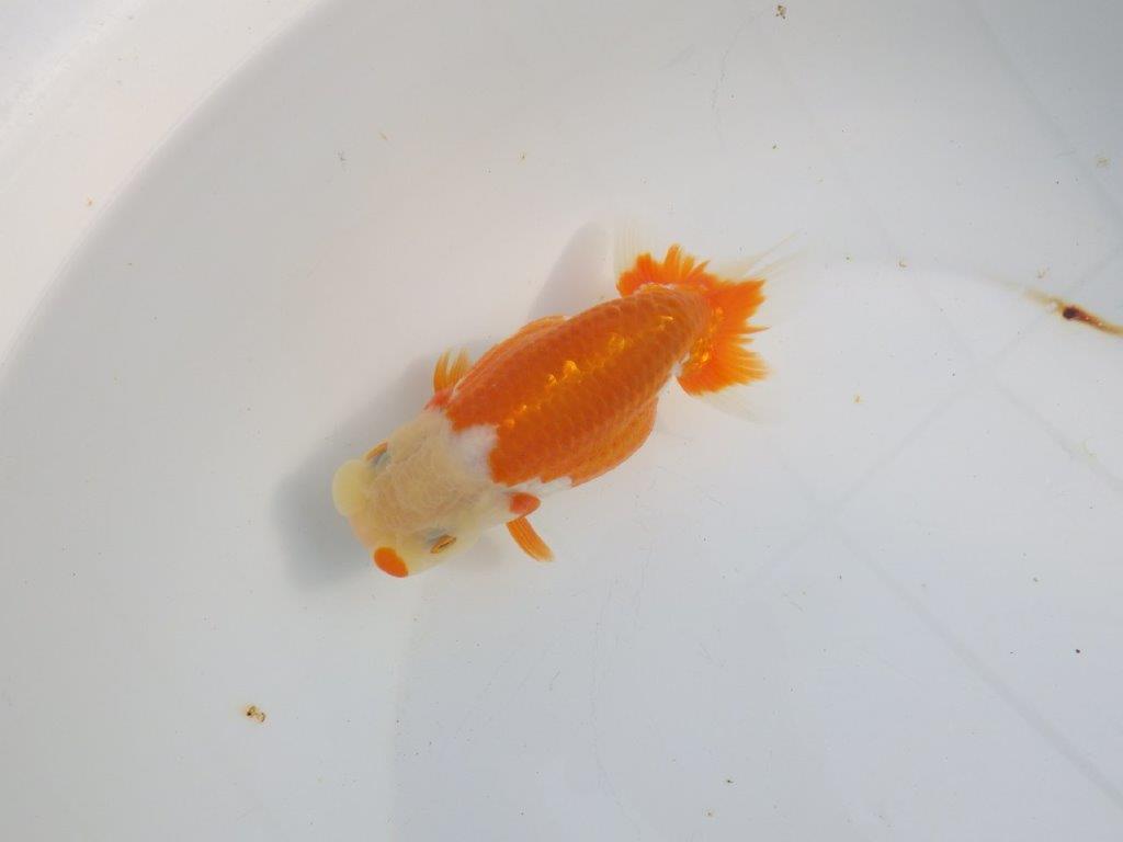 【浜松　津島　喜至　氏】タネにお勧め系統　G　約15㎝