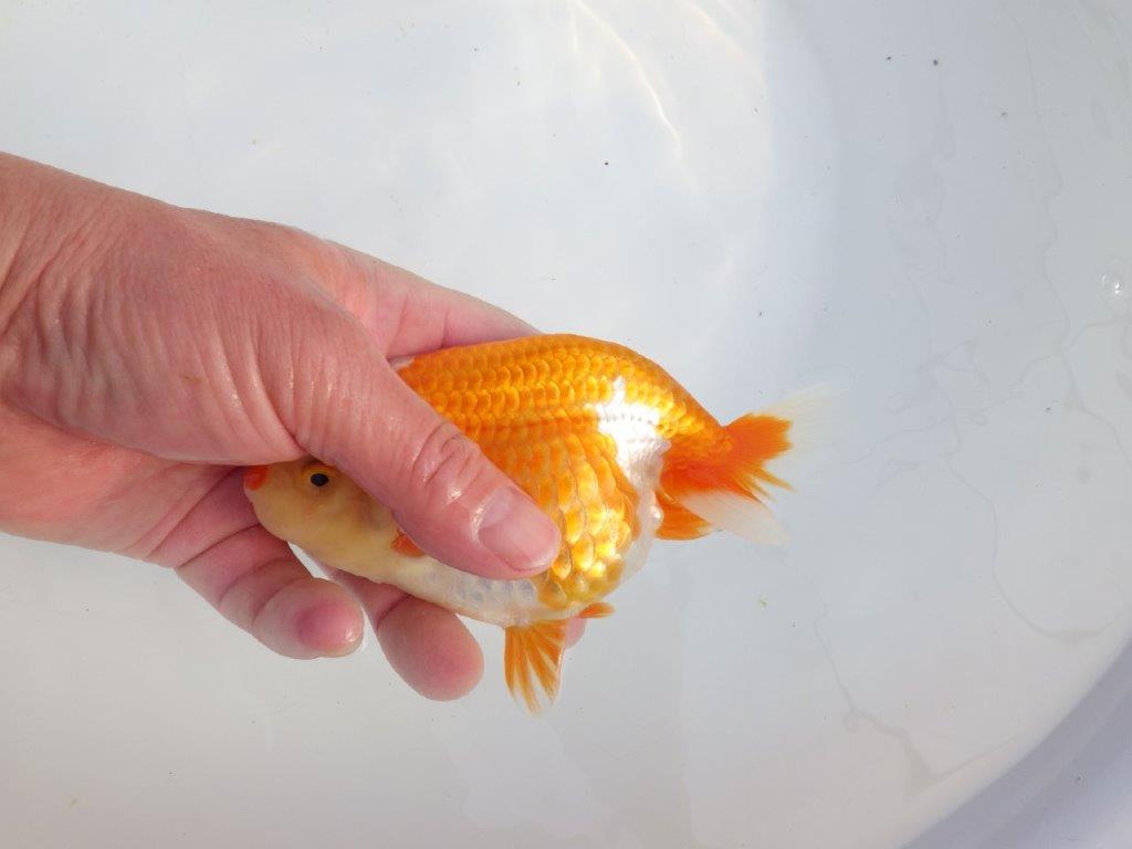 【浜松　津島　喜至　氏】タネにお勧め系統　G　約15㎝