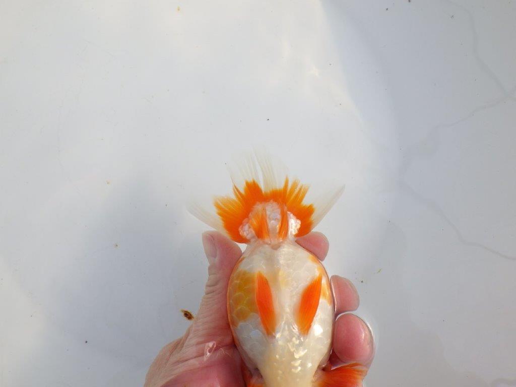 【浜松　津島　喜至　氏】タネにお勧め系統　G　約15㎝