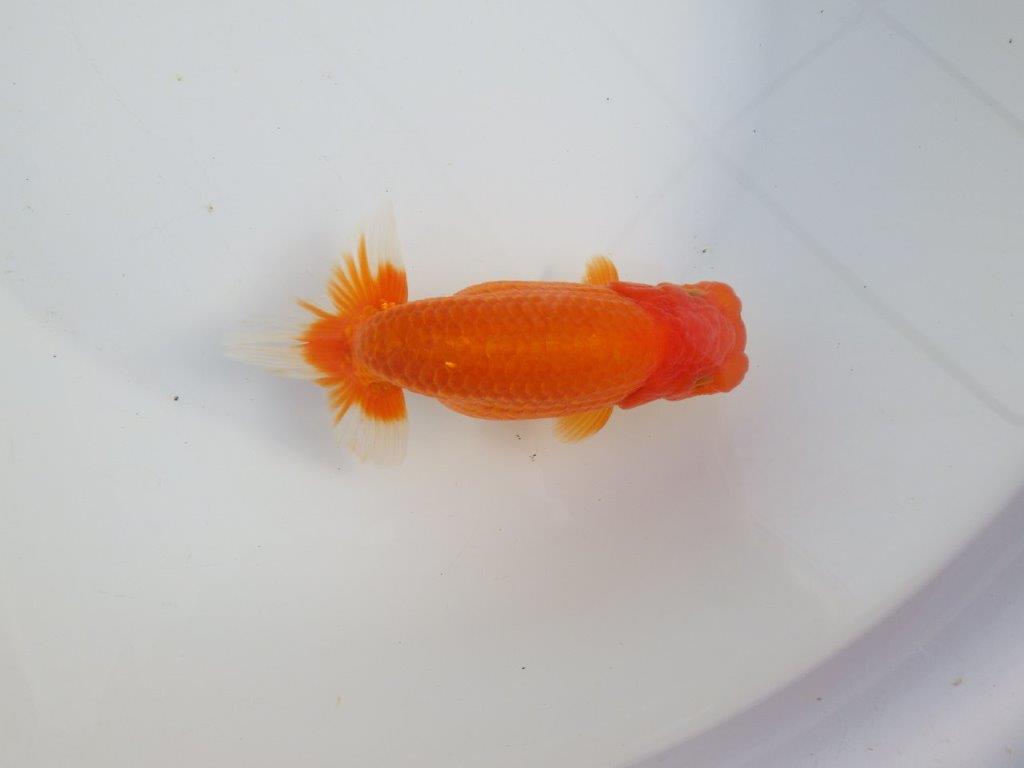 【浜松 津島 喜至 氏】タネにお勧め系統 H 約15,5㎝