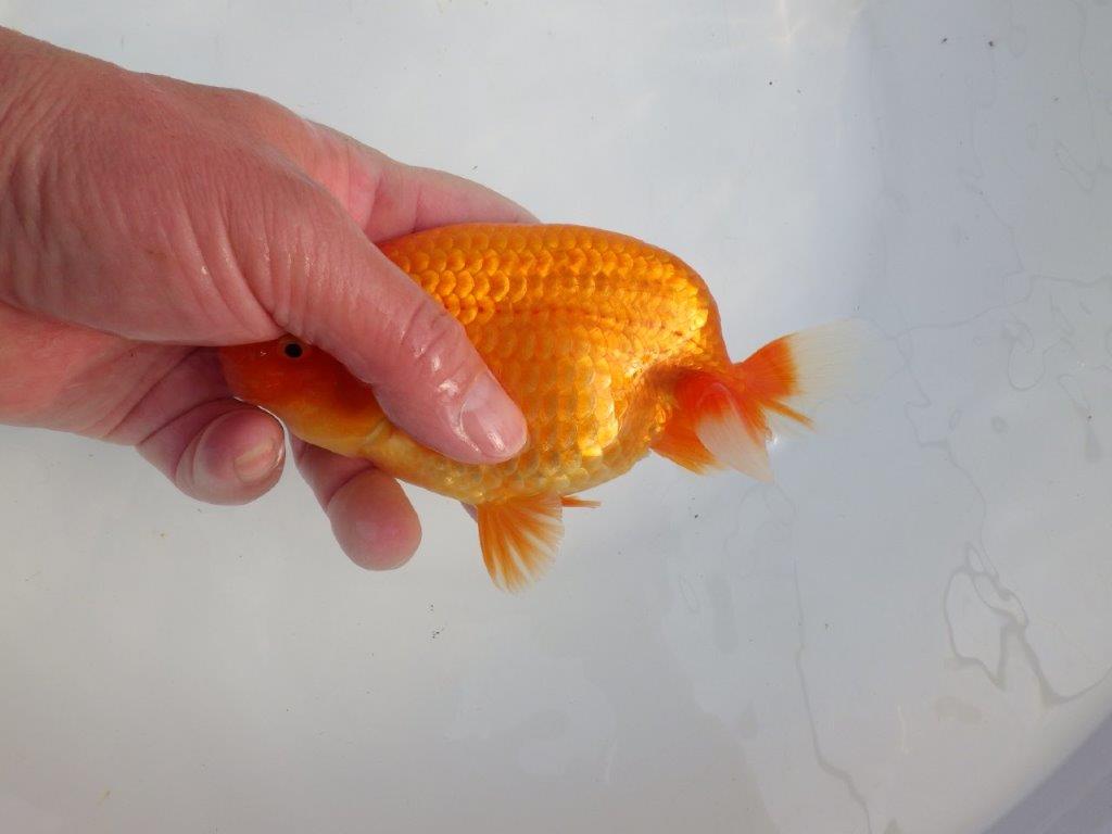 【浜松 津島 喜至 氏】タネにお勧め系統 H 約15,5㎝