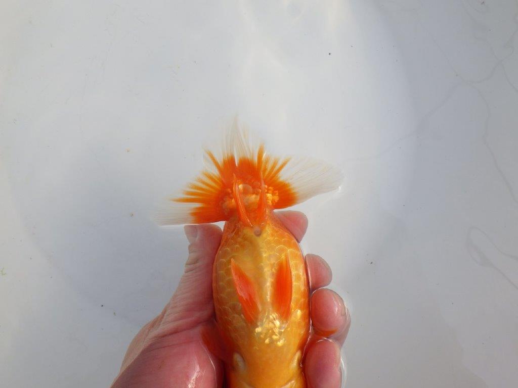 【浜松 津島 喜至 氏】タネにお勧め系統 H 約15,5㎝