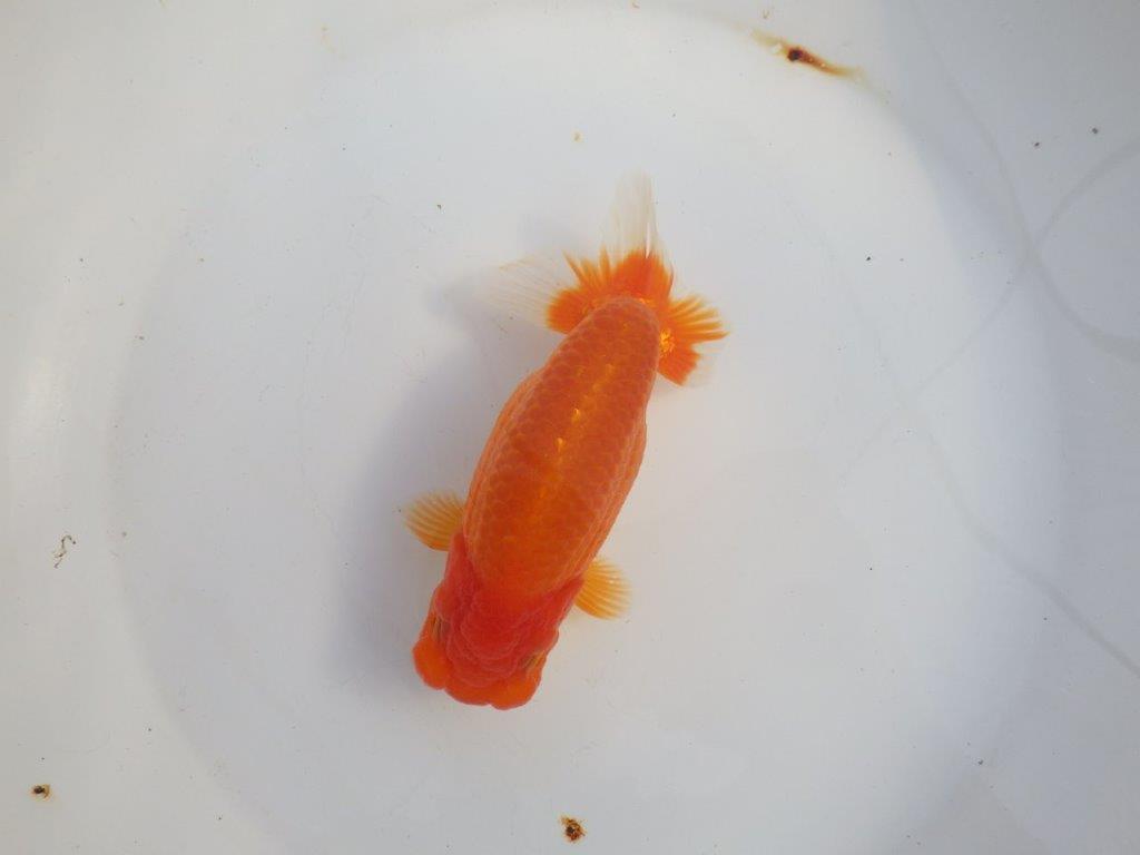 【浜松 津島 喜至 氏】タネにお勧め系統 H 約15,5㎝