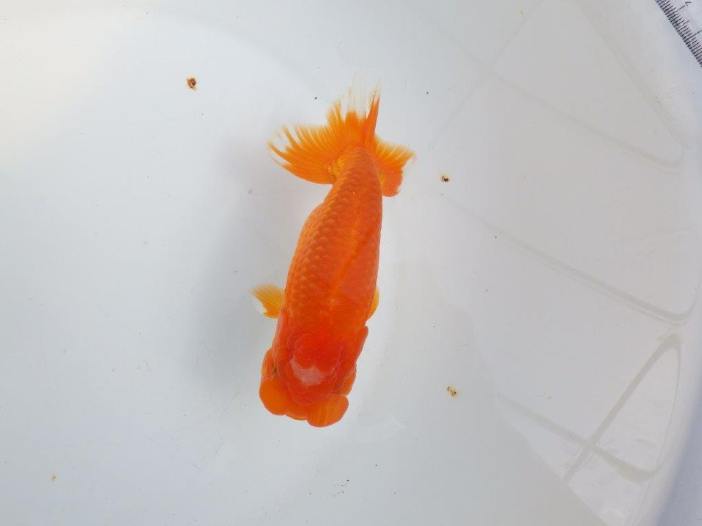 【全国大会東大関獲得系統 】素晴らしいフンタンの発育 明け二歳らんちゅう 約1６㎝  オス？