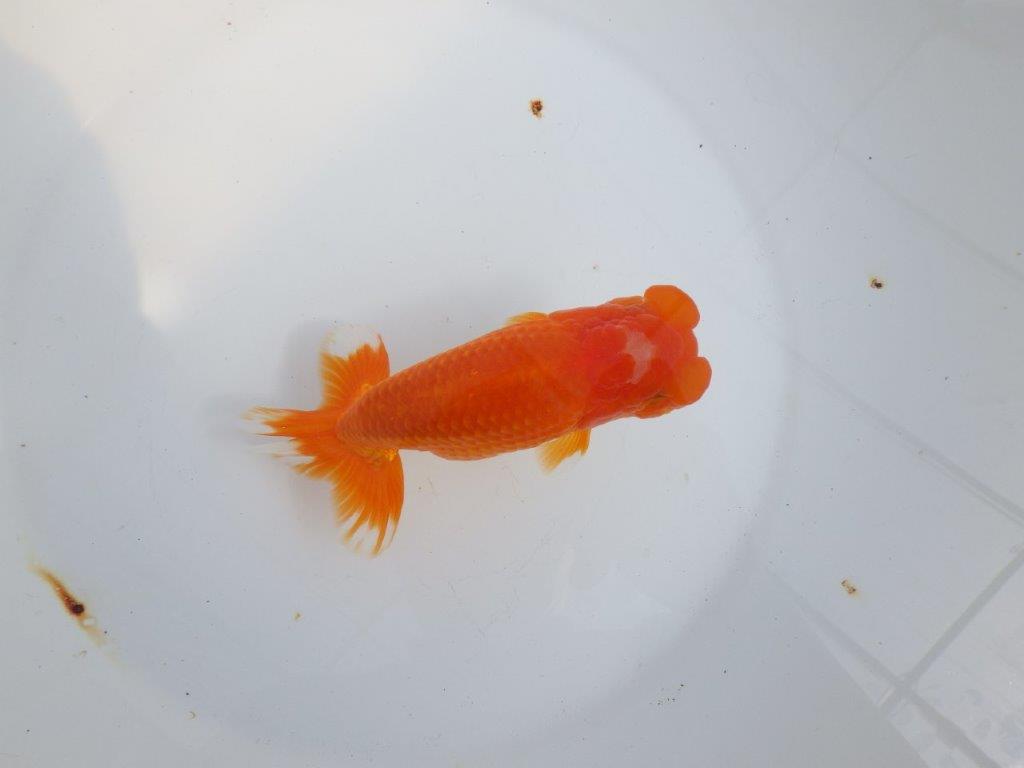 【全国大会東大関獲得系統 】素晴らしいフンタンの発育 明け二歳らんちゅう 約1６㎝  オス？