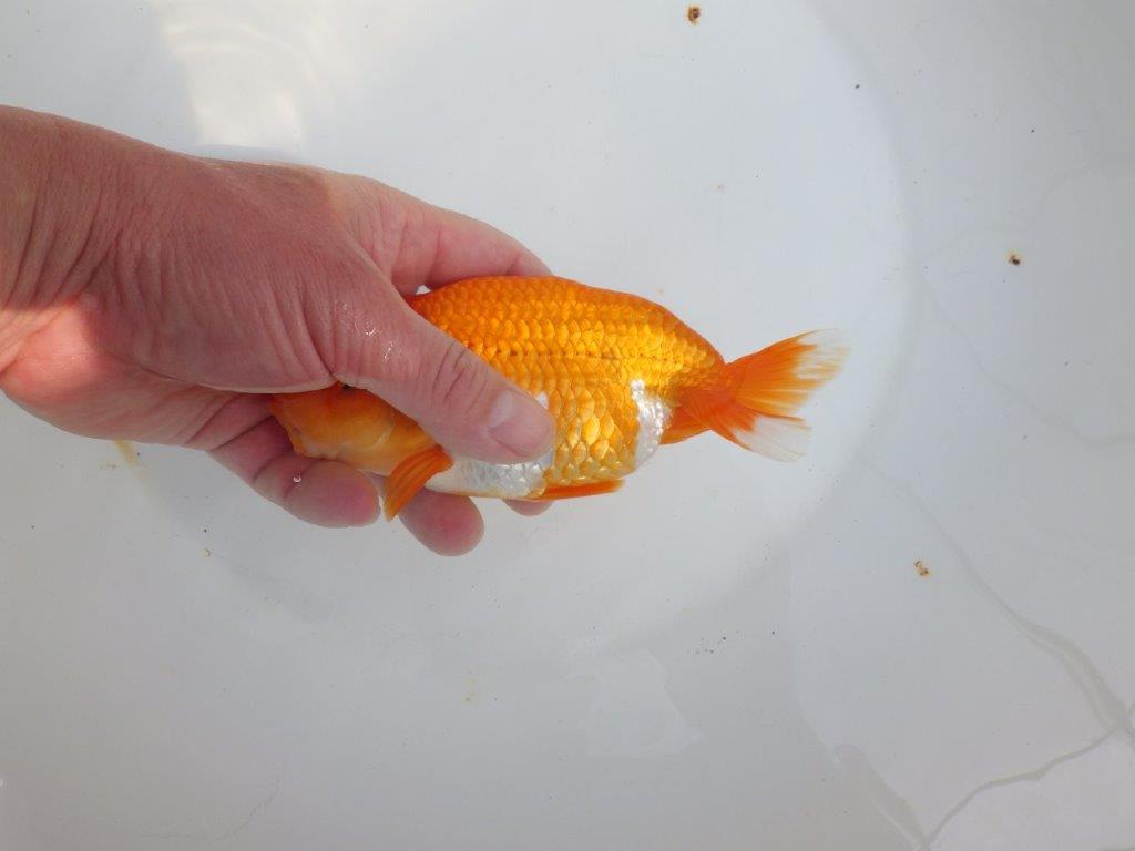 【全国大会東大関獲得系統 】素晴らしいフンタンの発育 明け二歳らんちゅう 約1６㎝  オス？