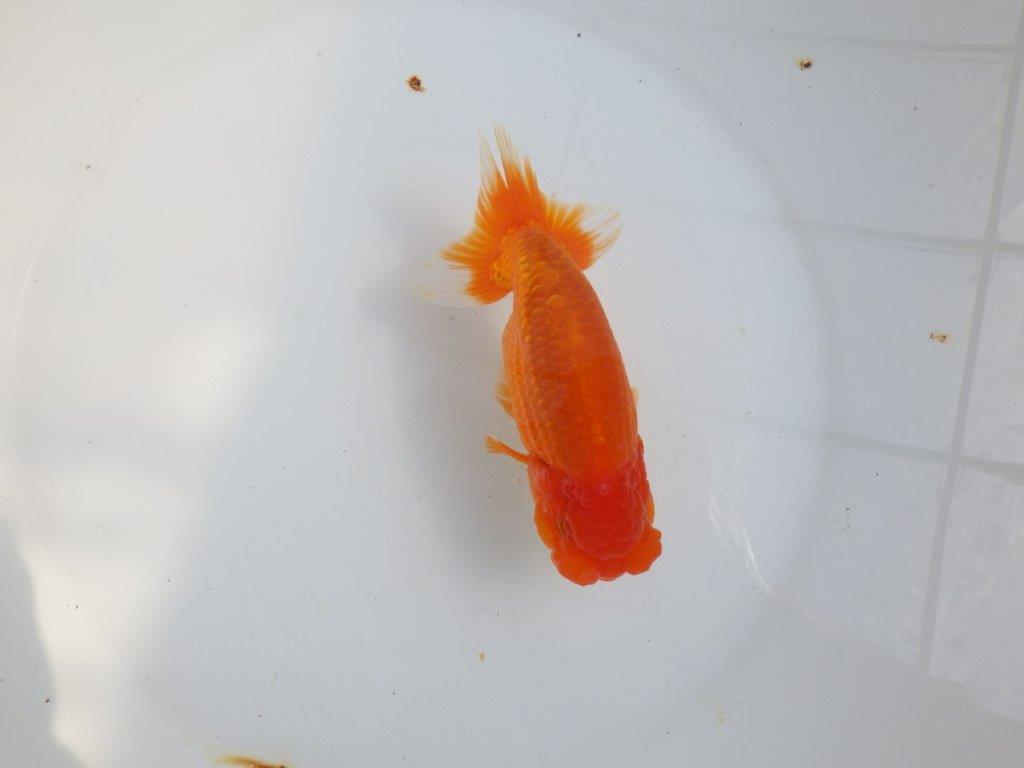 【全国大会東大関獲得系統 】背中のラインも綺麗な 明け二歳らんちゅう 約15㎝ オス?