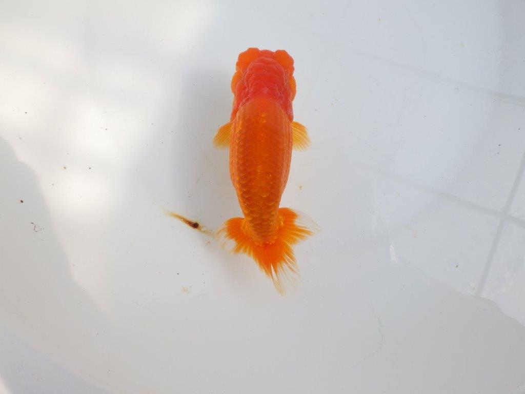 【全国大会東大関獲得系統 】背中のラインも綺麗な 明け二歳らんちゅう 約15㎝ オス?