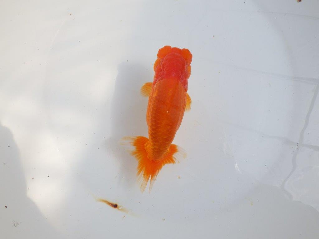 【全国大会東大関獲得系統 】背中のラインも綺麗な 明け二歳らんちゅう 約15㎝ オス?