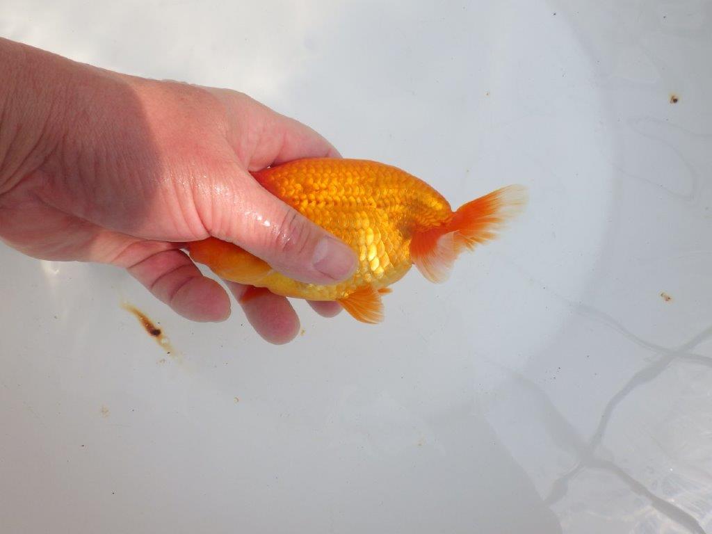 【全国大会東大関獲得系統 】背中のラインも綺麗な 明け二歳らんちゅう 約15㎝ オス?