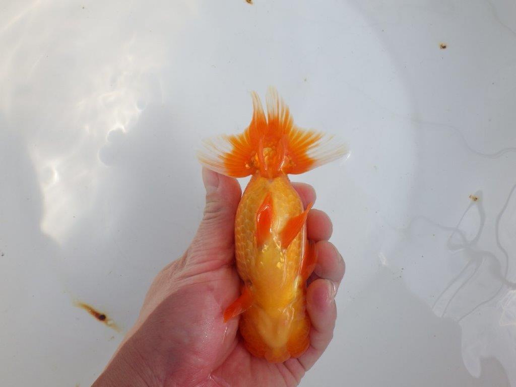 【全国大会東大関獲得系統 】背中のラインも綺麗な 明け二歳らんちゅう 約15㎝ オス?