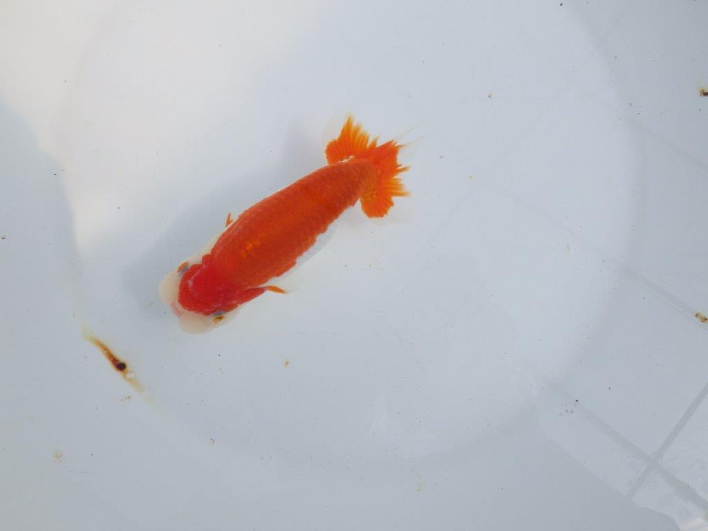 【全国大会東大関獲得系統 】綺麗な柄の更紗 明け二歳らんちゅう 約14㎝ オス?