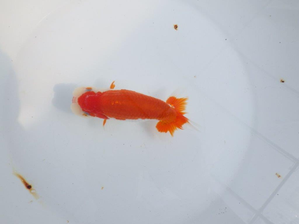 【全国大会東大関獲得系統 】綺麗な柄の更紗 明け二歳らんちゅう 約14㎝ オス?