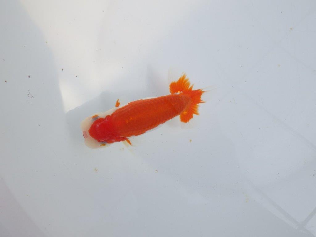 【全国大会東大関獲得系統 】綺麗な柄の更紗 明け二歳らんちゅう 約14㎝ オス?