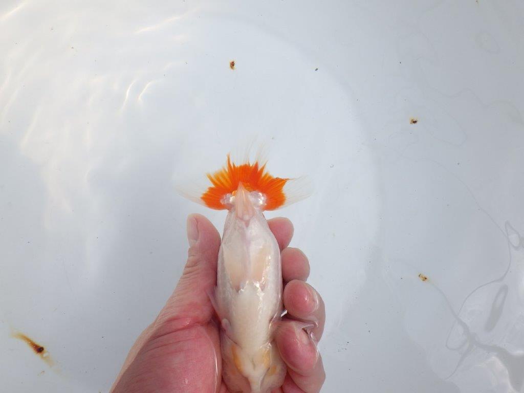 【全国大会東大関獲得系統 】綺麗な柄の更紗 明け二歳らんちゅう 約14㎝ オス?