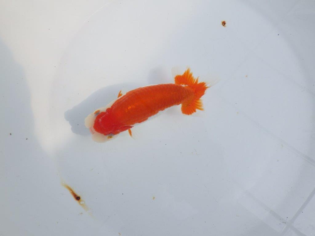 【全国大会東大関獲得系統 】綺麗な柄の更紗 明け二歳らんちゅう 約14㎝ オス?