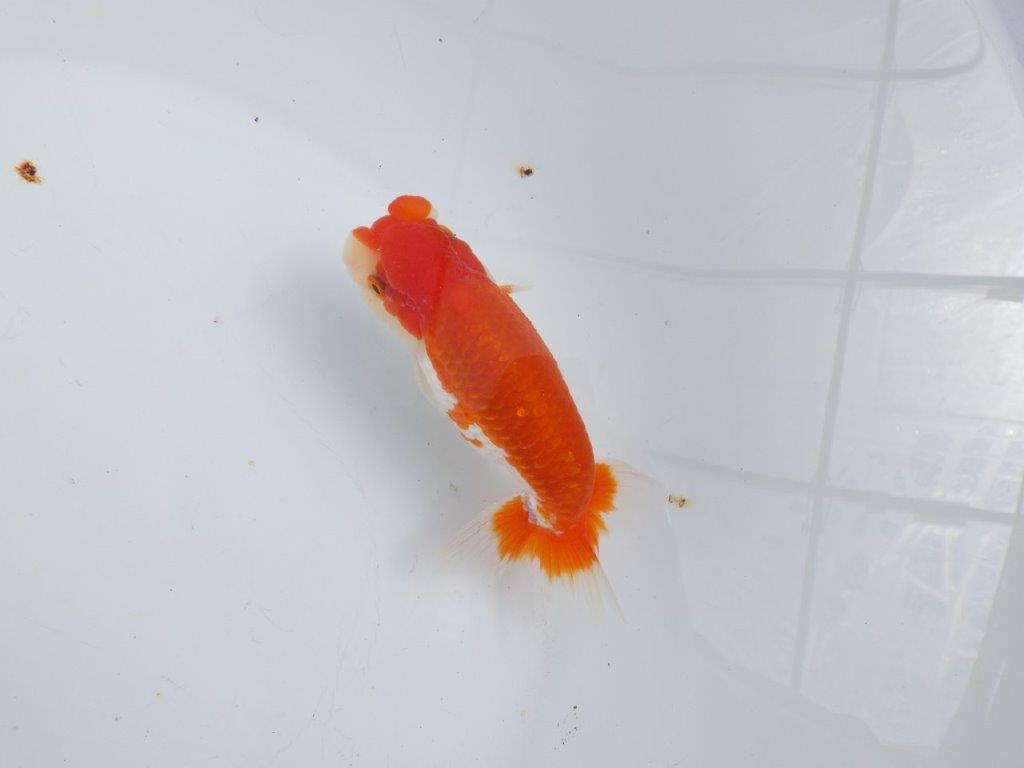 【全国大会東大関獲得系統 】素晴らしいフンタン＆綺麗な柄 明け二歳らんちゅう 約13,5㎝  オス？