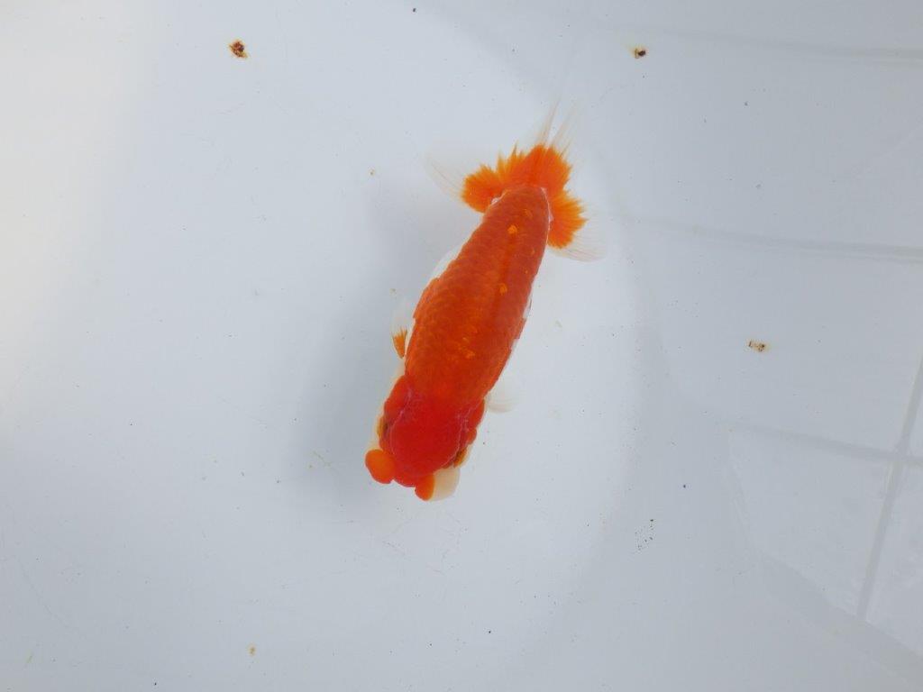 【全国大会東大関獲得系統 】素晴らしいフンタン＆綺麗な柄 明け二歳らんちゅう 約13,5㎝  オス？