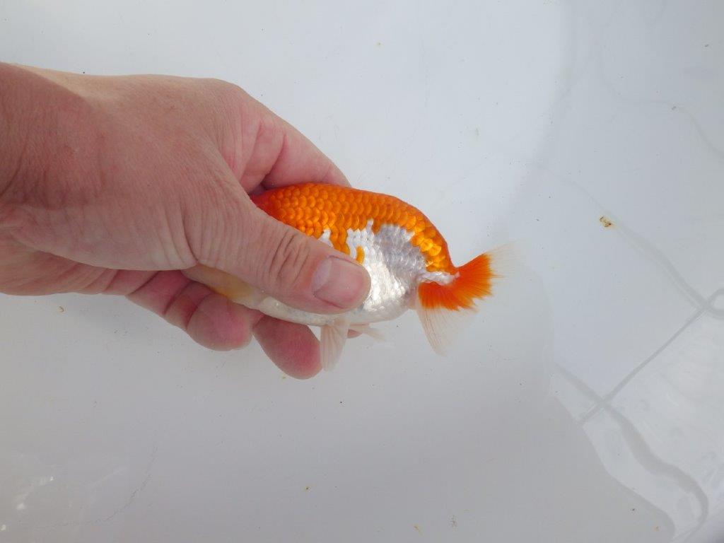 【全国大会東大関獲得系統 】素晴らしいフンタン＆綺麗な柄 明け二歳らんちゅう 約13,5㎝  オス？