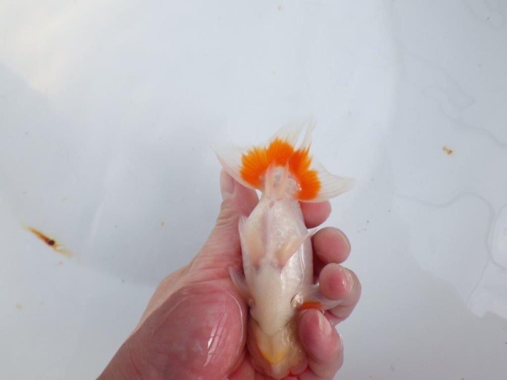 【全国大会東大関獲得系統 】素晴らしいフンタン＆綺麗な柄 明け二歳らんちゅう 約13,5㎝  オス？