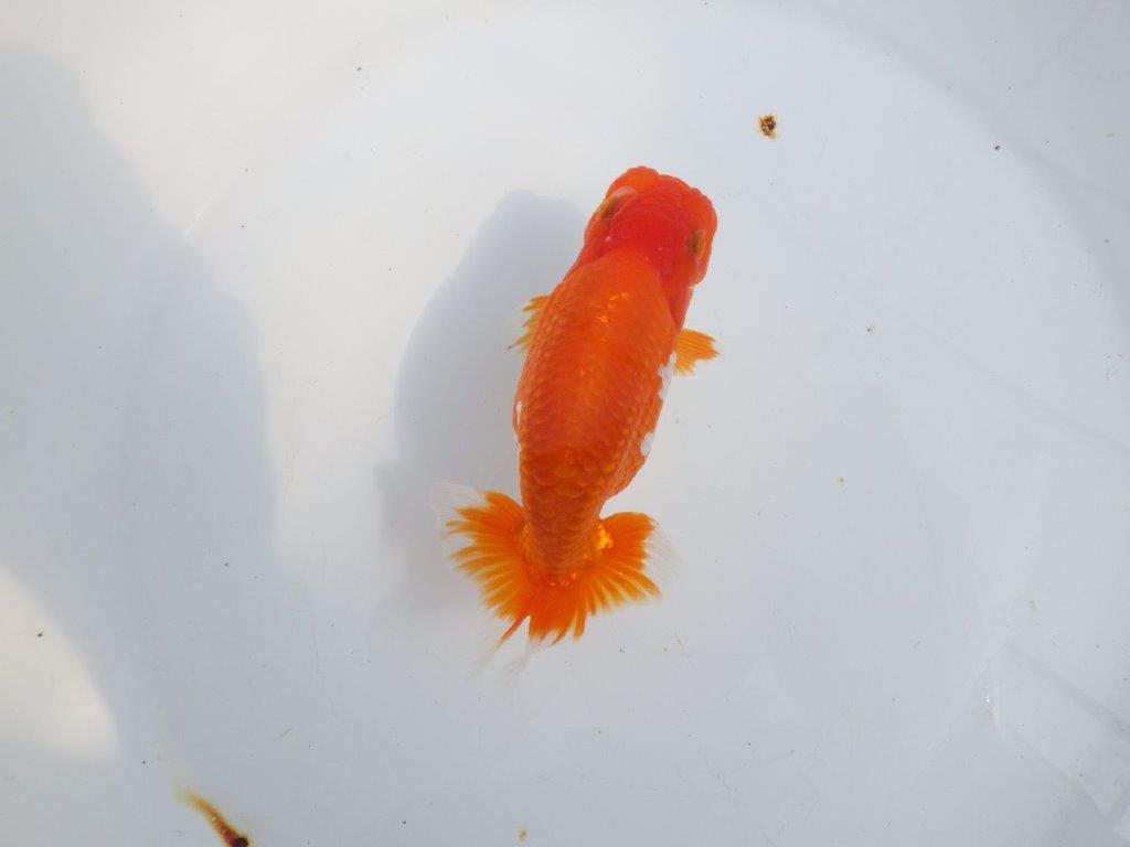 【全国大会東大関獲得系統 】素晴らしい尾型・構え！ 明け二歳らんちゅう 約13㎝  オス？