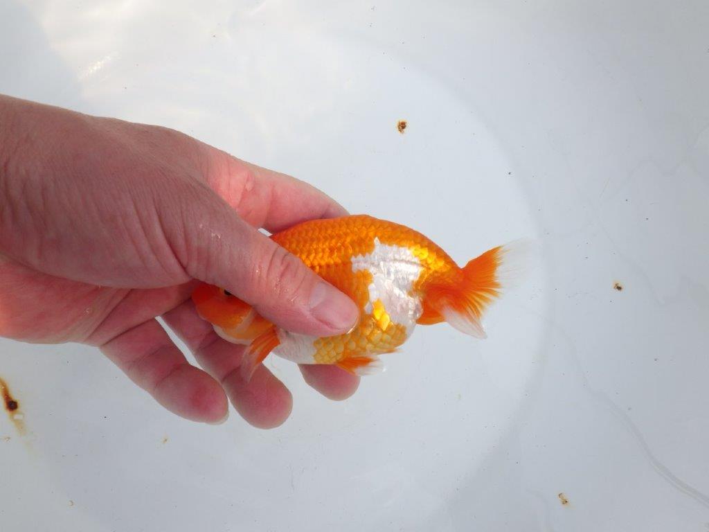 【全国大会東大関獲得系統 】素晴らしい尾型・構え！ 明け二歳らんちゅう 約13㎝  オス？