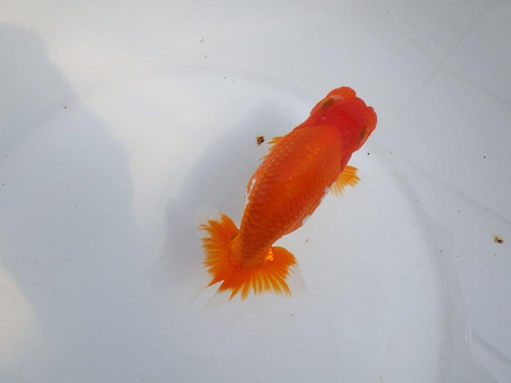 【全国大会東大関獲得系統 】素晴らしい尾型・構え！ 明け二歳らんちゅう 約13㎝  オス？の上身