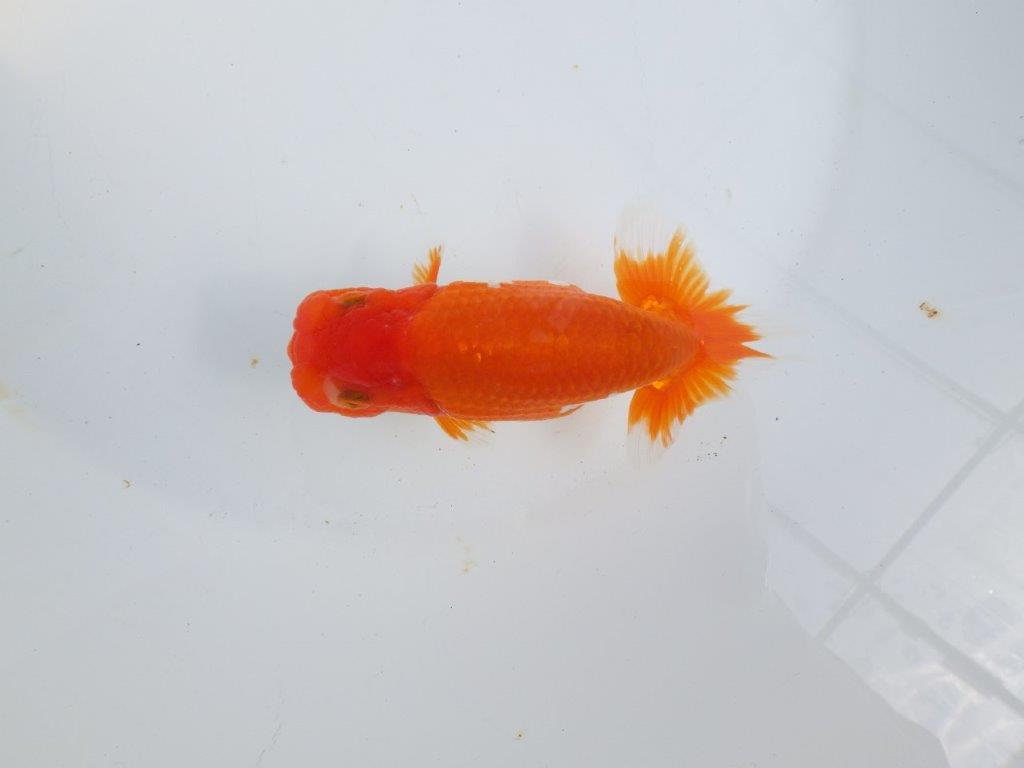 【全国大会東大関獲得系統 】素晴らしい尾型・構え！ 明け二歳らんちゅう 約13㎝  オス？