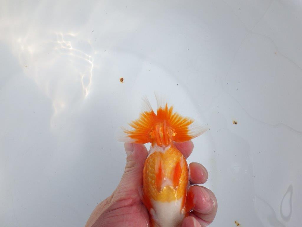 【全国大会東大関獲得系統 】素晴らしい尾型・構え！ 明け二歳らんちゅう 約13㎝  オス？