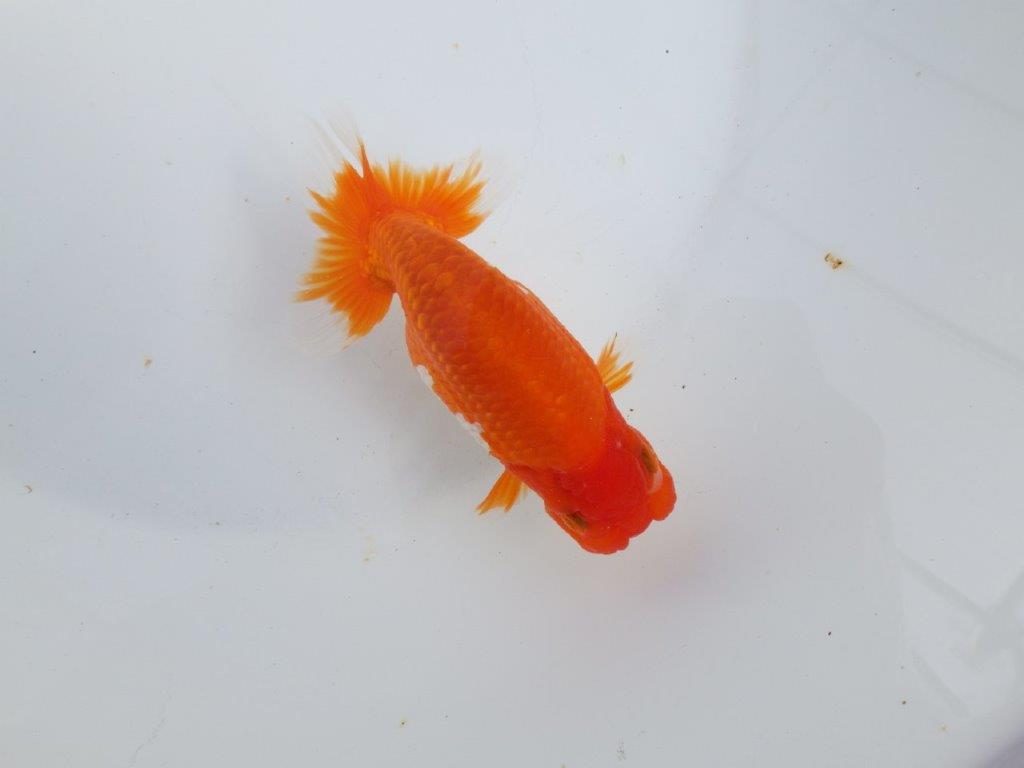 【全国大会東大関獲得系統 】素晴らしい尾型・構え！ 明け二歳らんちゅう 約13㎝  オス？