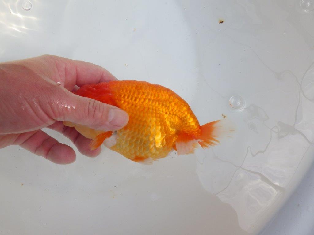 【全国大会東大関獲得系統 】飼い込みお勧め!! 明け二歳らんちゅう 約16㎝ メス?