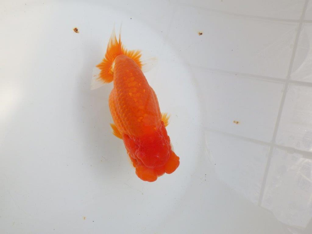 【全国大会東大関獲得系統 】飼い込みお勧め！！ 明け二歳らんちゅう 約16㎝  メス？の上身