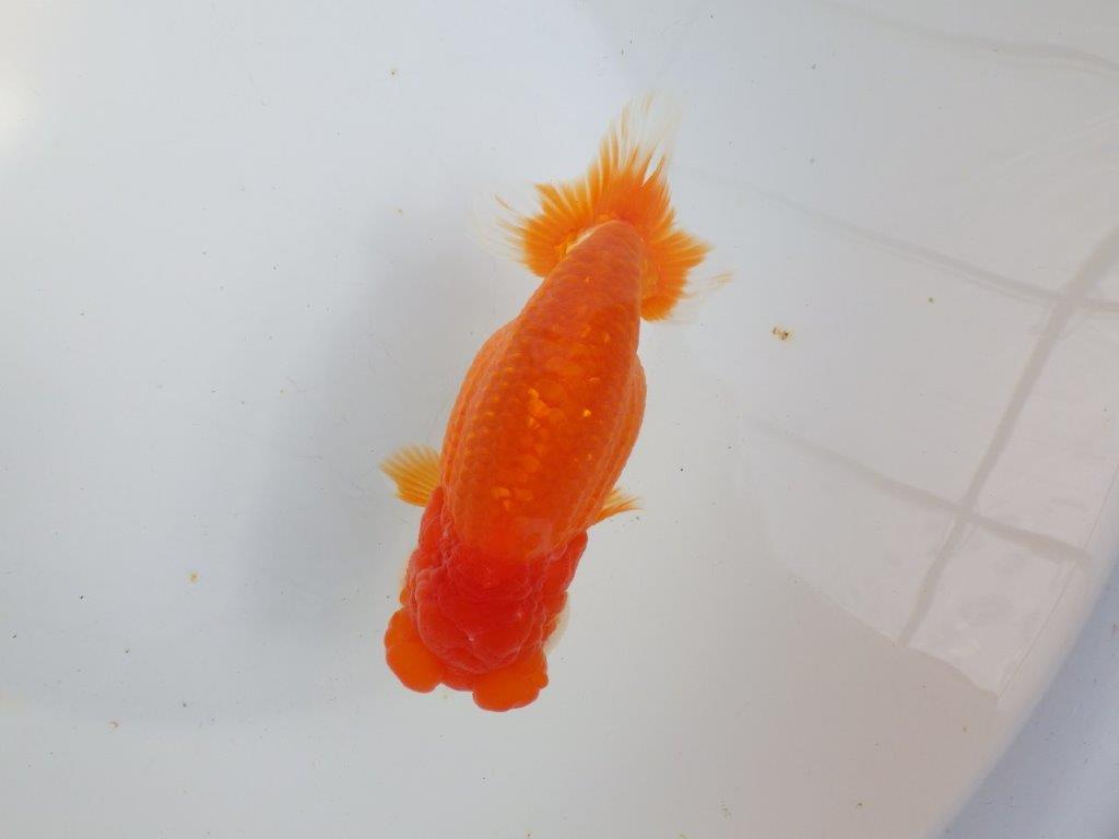 【全国大会東大関獲得系統 】飼い込みお勧め!! 明け二歳らんちゅう 約16㎝ メス?