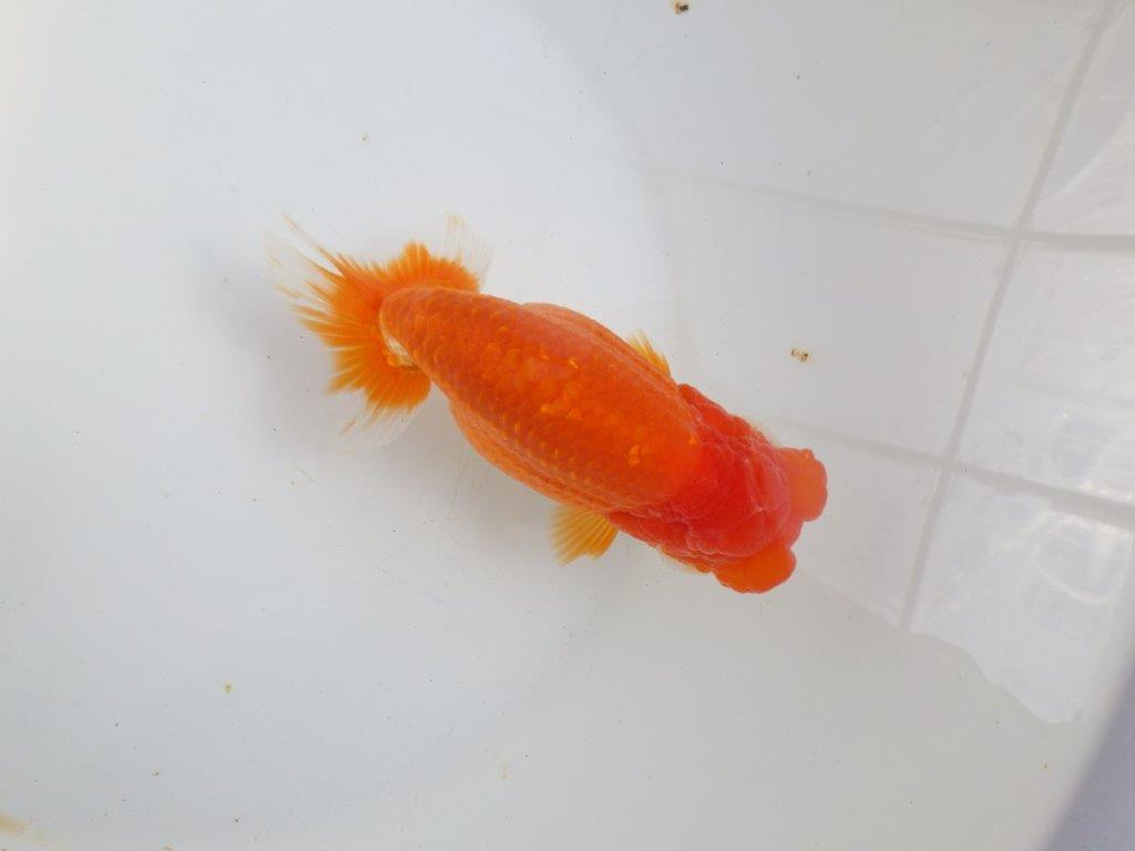 【全国大会東大関獲得系統 】飼い込みお勧め!! 明け二歳らんちゅう 約16㎝ メス?