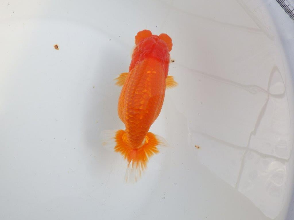 【全国大会東大関獲得系統 】飼い込みお勧め!! 明け二歳らんちゅう 約16㎝ メス?