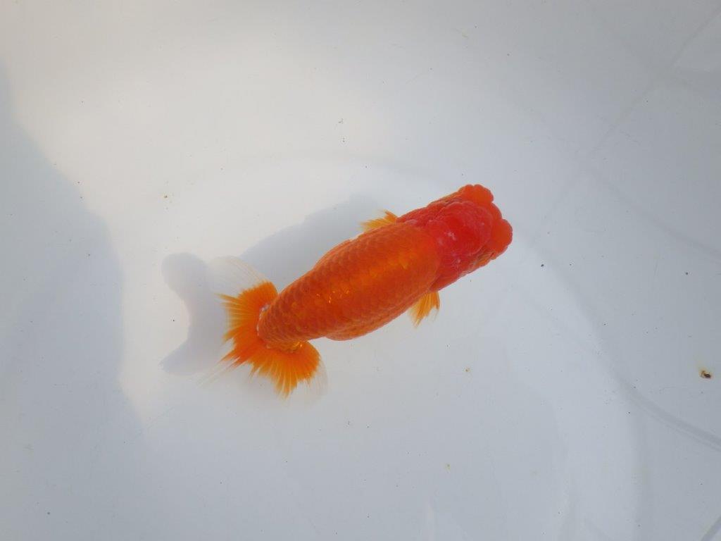 【全国大会東大関獲得系統 】目指せ品評大会！！ 明け二歳らんちゅう 約14㎝  オス？