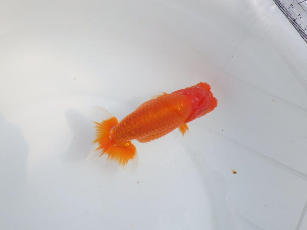 【全国大会東大関獲得系統 】目指せ品評大会！！ 明け二歳らんちゅう 約14㎝  オス？