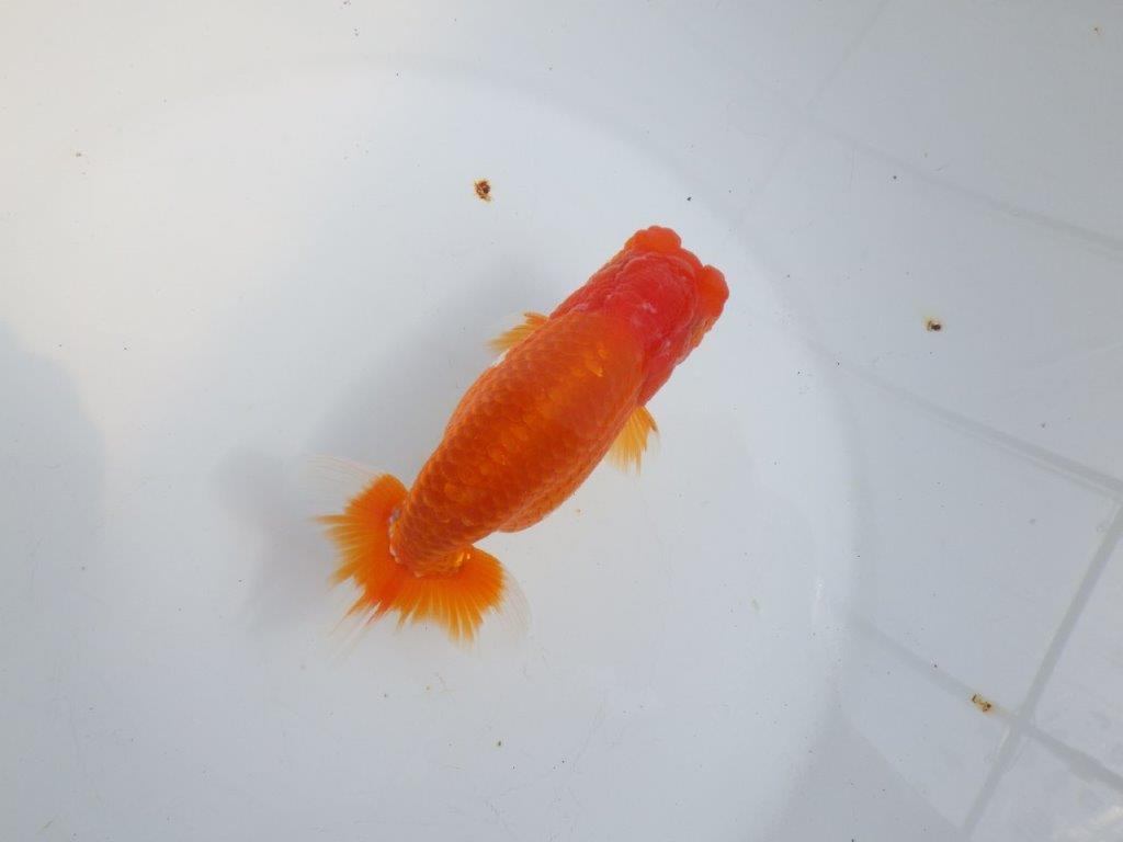 【全国大会東大関獲得系統 】目指せ品評大会！！ 明け二歳らんちゅう 約14㎝  オス？