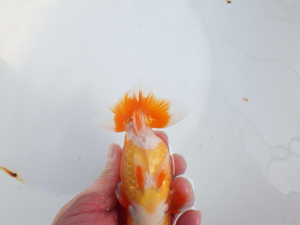 【全国大会東大関獲得系統 】目指せ品評大会！！ 明け二歳らんちゅう 約14㎝  オス？