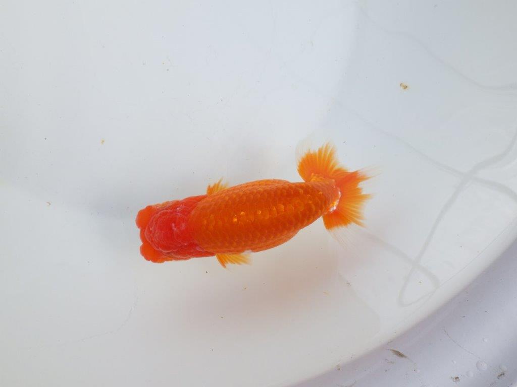 【全国大会東大関獲得系統 】目指せ品評大会！！ 明け二歳らんちゅう 約14㎝  オス？