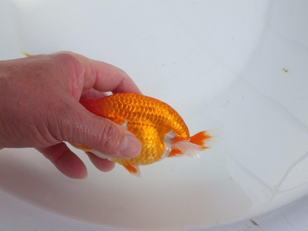 【全国大会東大関獲得系統 】目指せ品評大会！！ 明け二歳らんちゅう 約14㎝  オス？