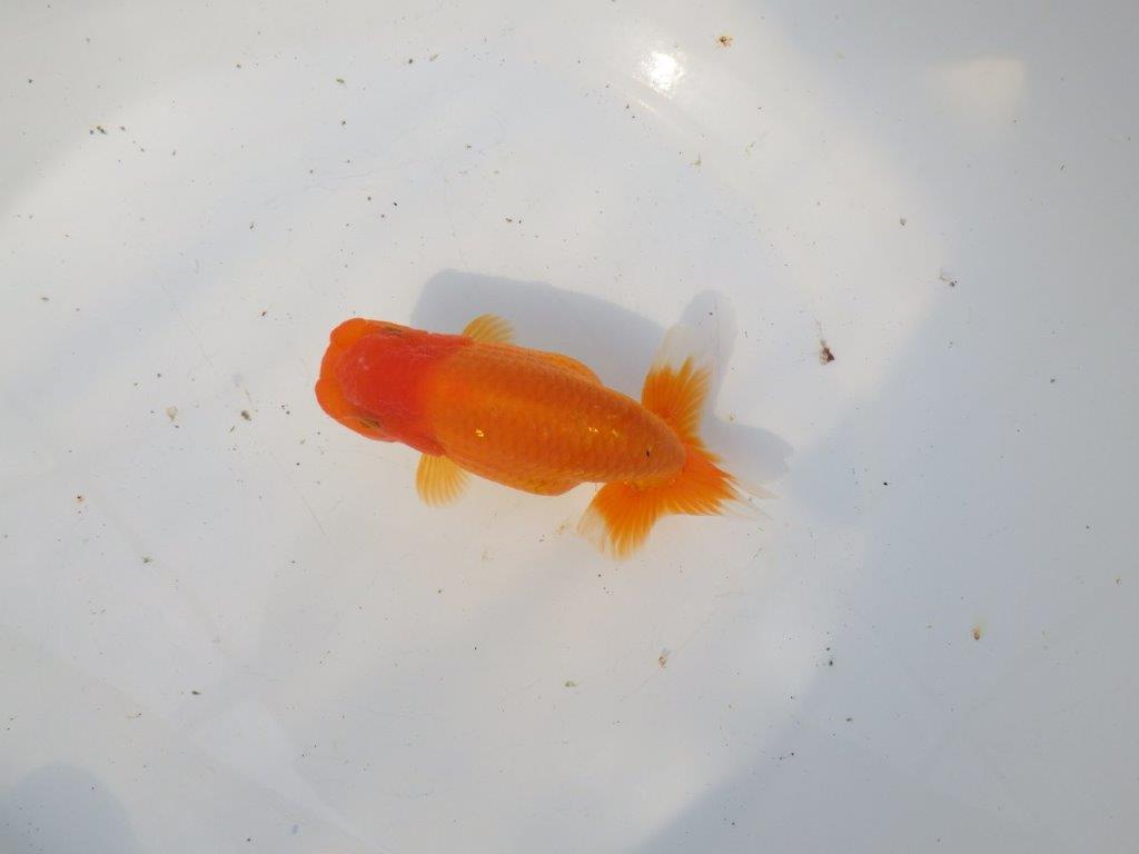 【 愛知超優良系統様】素晴らしい尾構えが魅力の明け二歳らんちゅう 約14㎝