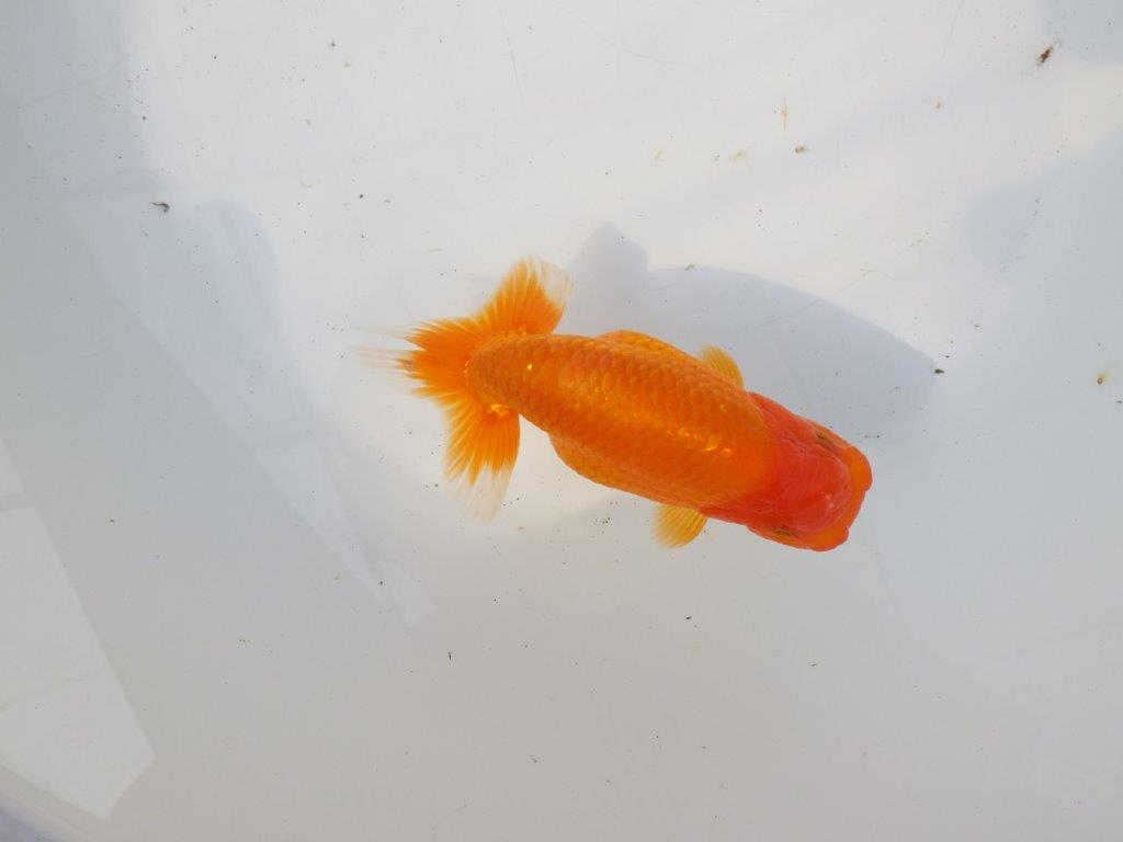 【 愛知超優良系統様】素晴らしい尾構えが魅力の明け二歳らんちゅう 約14㎝